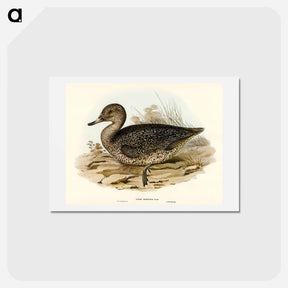 アートポストカード-Freckled Duck
 - オーストラリアの鳥 Postcard.