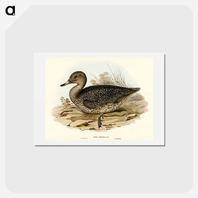 アートポストカード-Freckled Duck
 - オーストラリアの鳥 Postcard.