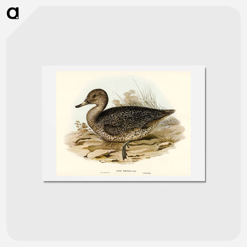 Freckled Duck
 - オーストラリアの鳥 Postcard.