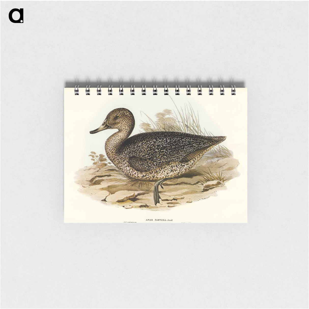 アートメモ帳-Freckled Duck
 - オーストラリアの鳥 Memo.