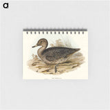 アートメモ帳-Freckled Duck
 - オーストラリアの鳥 Memo.