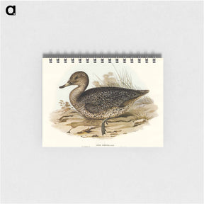 アートメモ帳-Freckled Duck
 - オーストラリアの鳥 Memo.