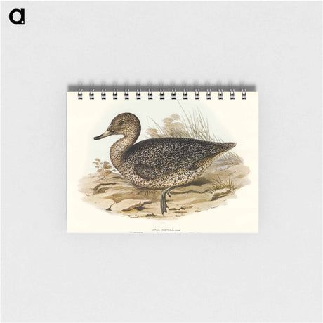 アートメモ帳-Freckled Duck
 - オーストラリアの鳥 Memo.