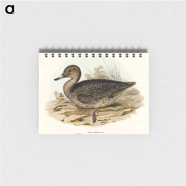 アートメモ帳-Freckled Duck
 - オーストラリアの鳥 Memo.