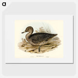 Freckled Duck
 - オーストラリアの鳥 Poster.