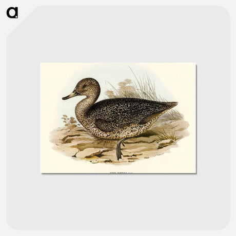 アートポストカード-Freckled Duck
 - オーストラリアの鳥 Postcard.