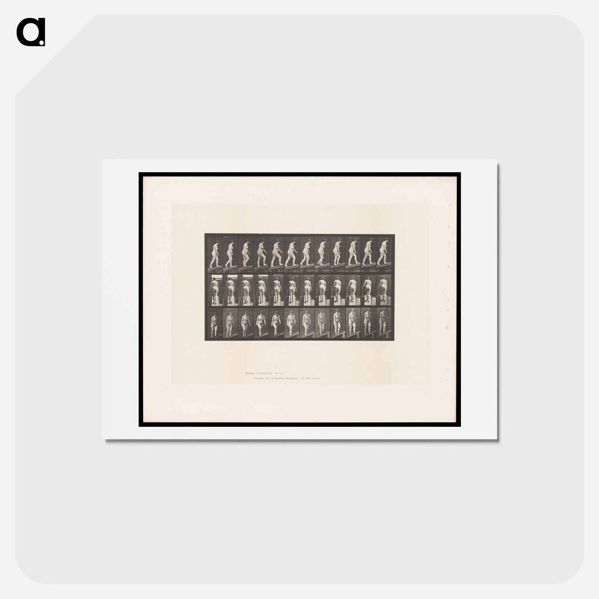 アートポストカード-Naked Woman Ascending
 - エドワード マイブリッジ Postcard.
