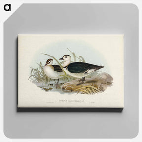 アートパネル-Pygmy Goose
 - ジョン グールド Canvas.