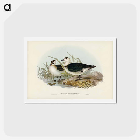アートポストカード-Pygmy Goose
 - ジョン グールド Postcard.