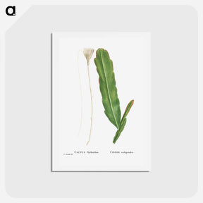 アートポストカード-Cactus Phyllanthus (Climbing Cactus) - ピエール ジョゼフ ルドゥーテ Postcard.