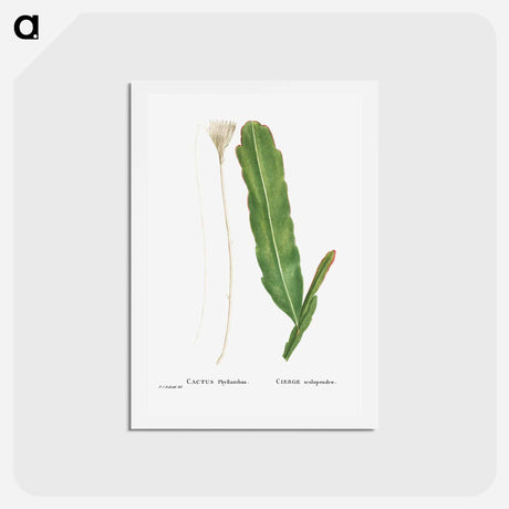 アートポストカード-Cactus Phyllanthus (Climbing Cactus) - ピエール ジョゼフ ルドゥーテ Postcard.