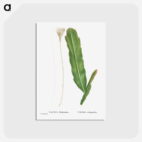 アートポストカード-Cactus Phyllanthus (Climbing Cactus) - ピエール ジョゼフ ルドゥーテ Postcard.