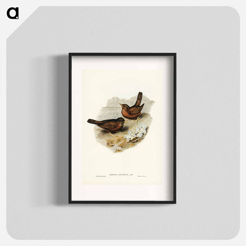 Vinous-tinted Blackbird
 - オーストラリアの鳥 Poster.