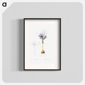 アートポスター-Crocus Sativus
 - クリーブランド美術館 Poster.