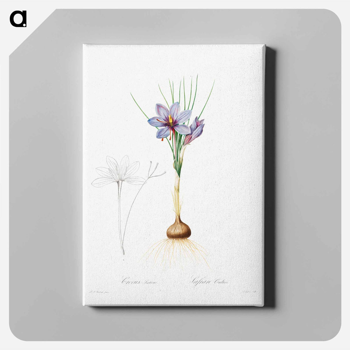 アートパネル-Crocus Sativus
 - クリーブランド美術館 Canvas.