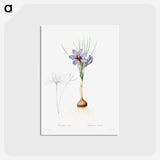 アートポストカード-Crocus Sativus
 - クリーブランド美術館 Postcard.