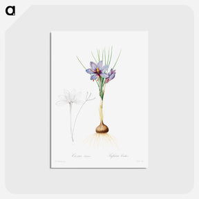 アートポストカード-Crocus Sativus
 - クリーブランド美術館 Postcard.