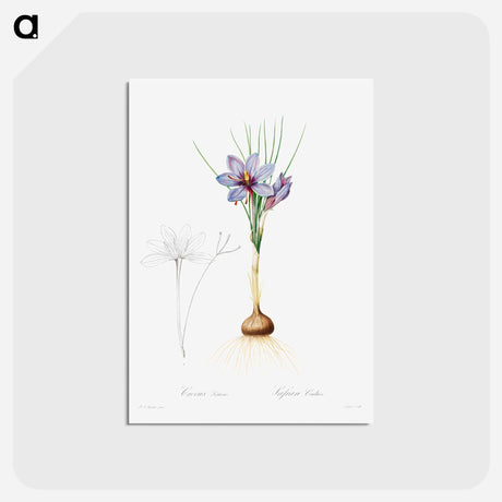 アートポストカード-Crocus Sativus
 - クリーブランド美術館 Postcard.