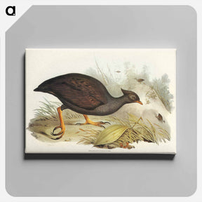 アートパネル-Mound-raising Megapode
 - ジョン グールド Canvas.