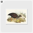 アートポストカード-Mound-raising Megapode
 - ジョン グールド Postcard.