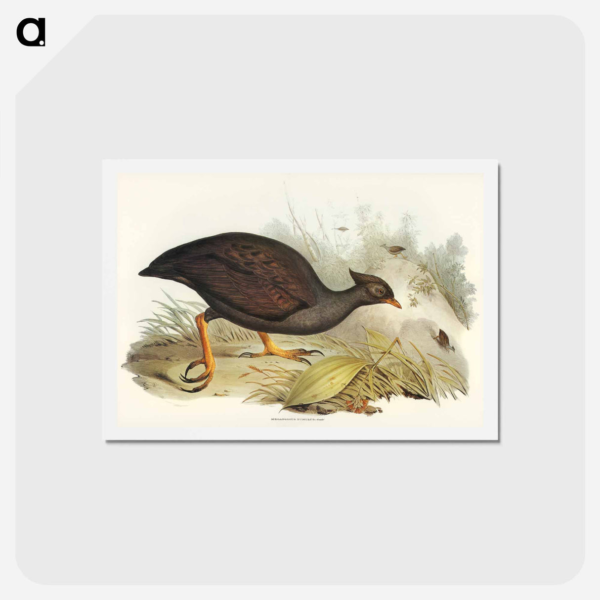 アートポストカード-Mound-raising Megapode
 - ジョン グールド Postcard.