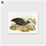 アートポストカード-Mound-raising Megapode
 - ジョン グールド Postcard.