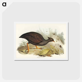 アートポストカード-Mound-raising Megapode
 - ジョン グールド Postcard.