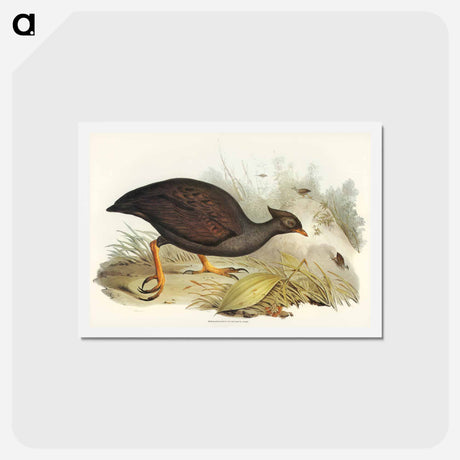 アートポストカード-Mound-raising Megapode
 - ジョン グールド Postcard.