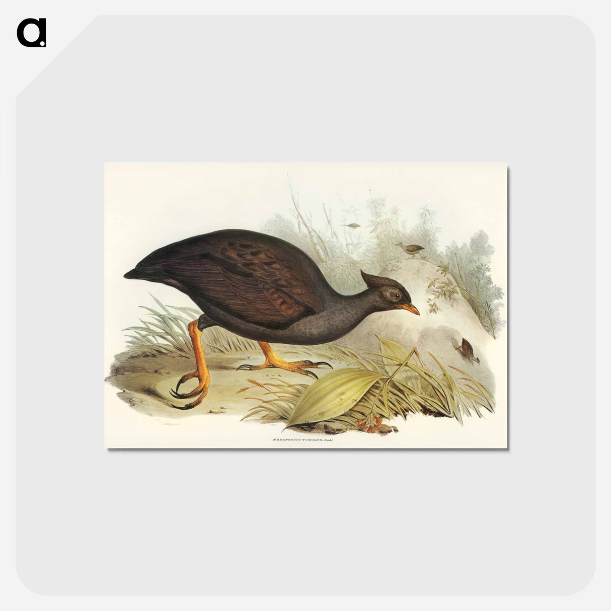 アートポストカード-Mound-raising Megapode
 - ジョン グールド Postcard.