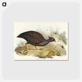 アートポストカード-Mound-raising Megapode
 - ジョン グールド Postcard.