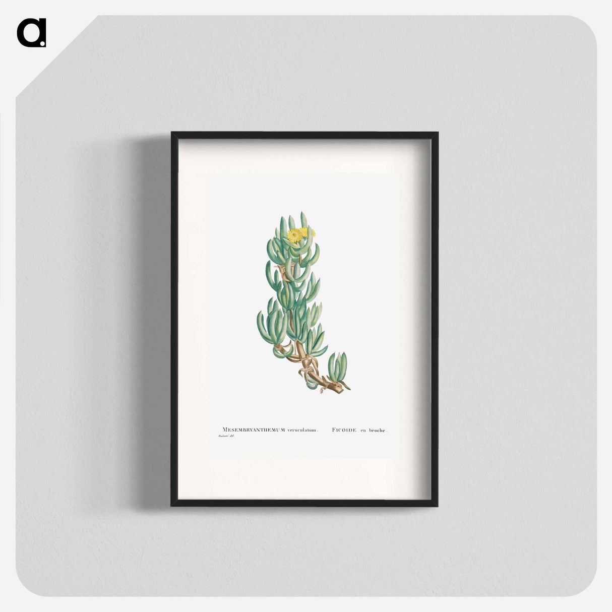 Mesembryanthemum Veruculatum - Pierre Joseph Redouté Poster.