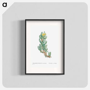 アートポスター-Mesembryanthemum Veruculatum - ピエール ジョゼフ ルドゥーテ Poster.