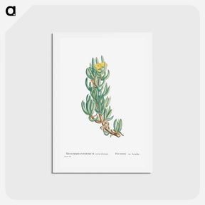 アートポストカード-Mesembryanthemum Veruculatum - ピエール ジョゼフ ルドゥーテ Postcard.