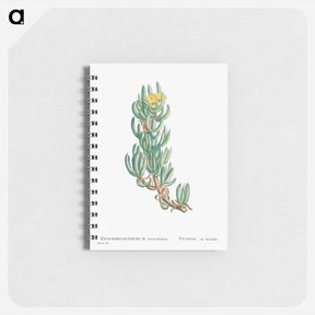 アートメモ帳-Mesembryanthemum Veruculatum - ピエール ジョゼフ ルドゥーテ Memo.