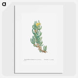 Mesembryanthemum Veruculatum - Pierre Joseph Redouté Poster.