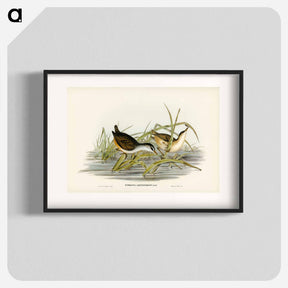 アートポスター-White-eyebrowed Water Crake
 - オーストラリアの鳥 Poster.