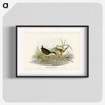 White-eyebrowed Water Crake
 - オーストラリアの鳥 Poster.