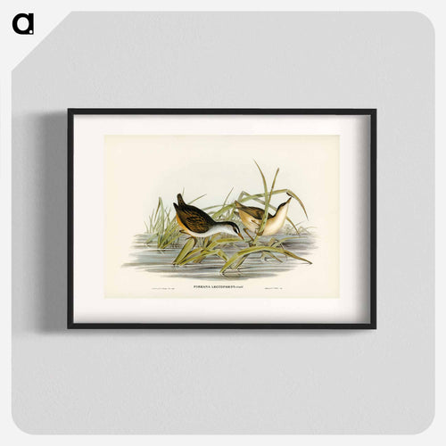 White-eyebrowed Water Crake
 - オーストラリアの鳥 Poster.