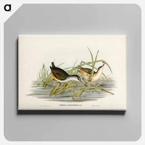 アートパネル-White-eyebrowed Water Crake
 - オーストラリアの鳥 Canvas.