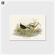 アートポストカード-White-eyebrowed Water Crake
 - オーストラリアの鳥 Postcard.