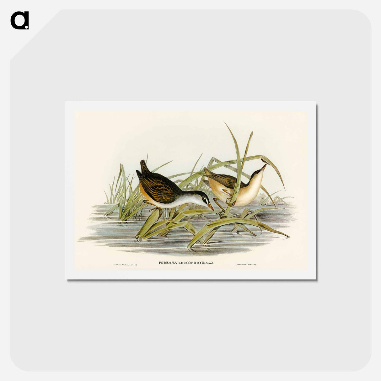 アートポストカード-White-eyebrowed Water Crake
 - オーストラリアの鳥 Postcard.