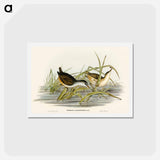 アートポストカード-White-eyebrowed Water Crake
 - オーストラリアの鳥 Postcard.