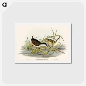 アートポストカード-White-eyebrowed Water Crake
 - オーストラリアの鳥 Postcard.