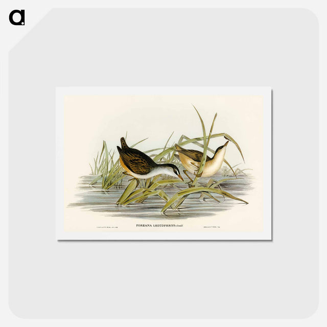 アートポストカード-White-eyebrowed Water Crake
 - オーストラリアの鳥 Postcard.