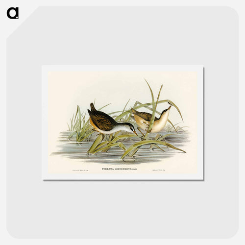 White-eyebrowed Water Crake
- オーストラリアの鳥 Postcard.