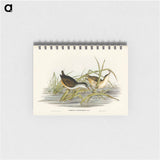 アートメモ帳-White-eyebrowed Water Crake
 - オーストラリアの鳥 Memo.