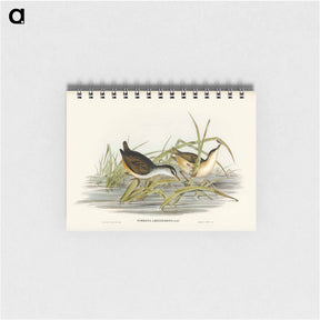 アートメモ帳-White-eyebrowed Water Crake
 - オーストラリアの鳥 Memo.