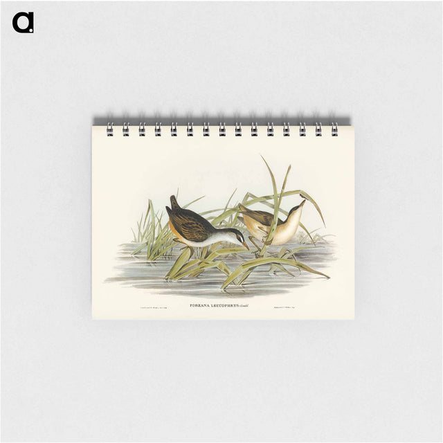 アートメモ帳-White-eyebrowed Water Crake
 - オーストラリアの鳥 Memo.