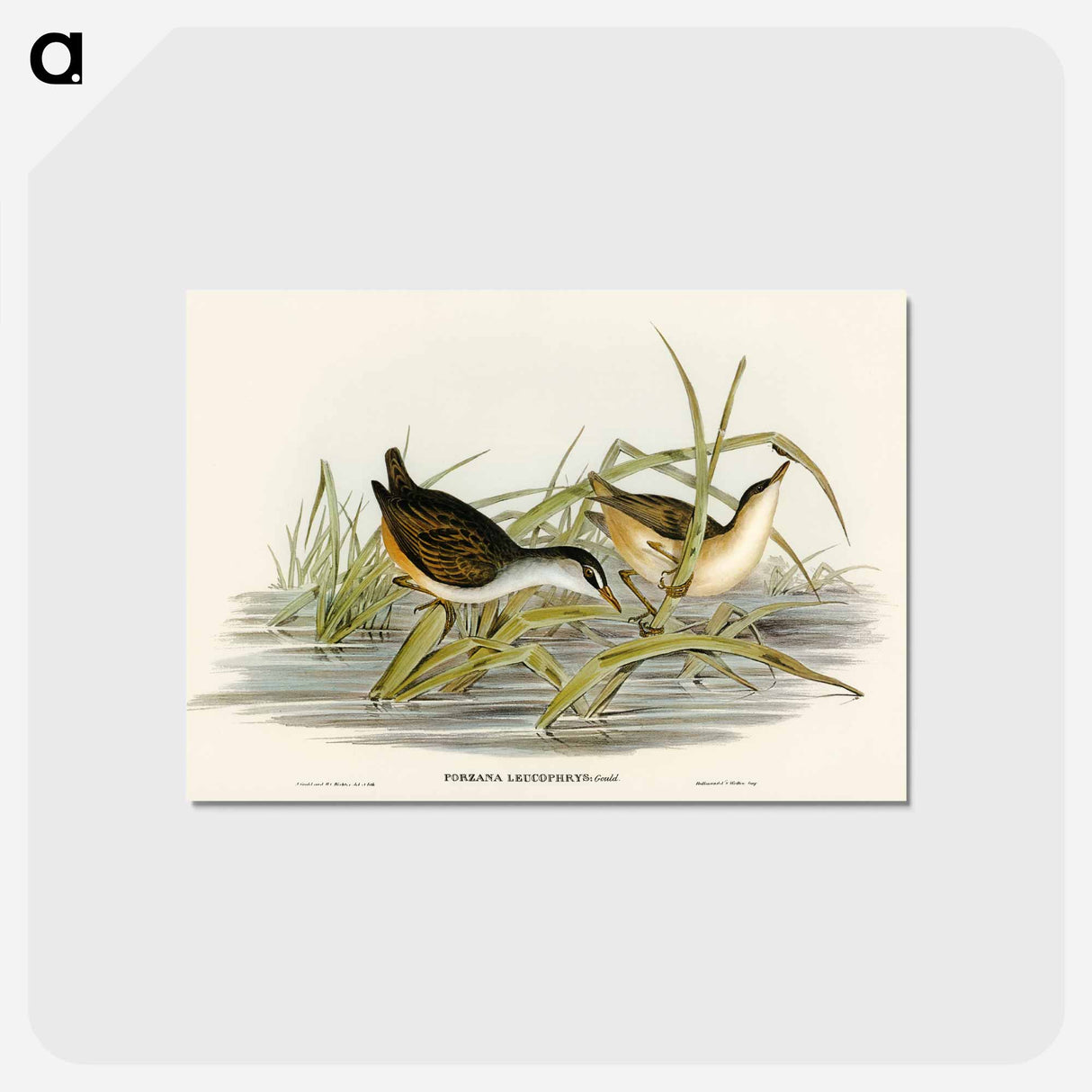 アートポストカード-White-eyebrowed Water Crake
 - オーストラリアの鳥 Postcard.