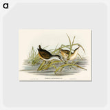 アートポストカード-White-eyebrowed Water Crake
 - オーストラリアの鳥 Postcard.